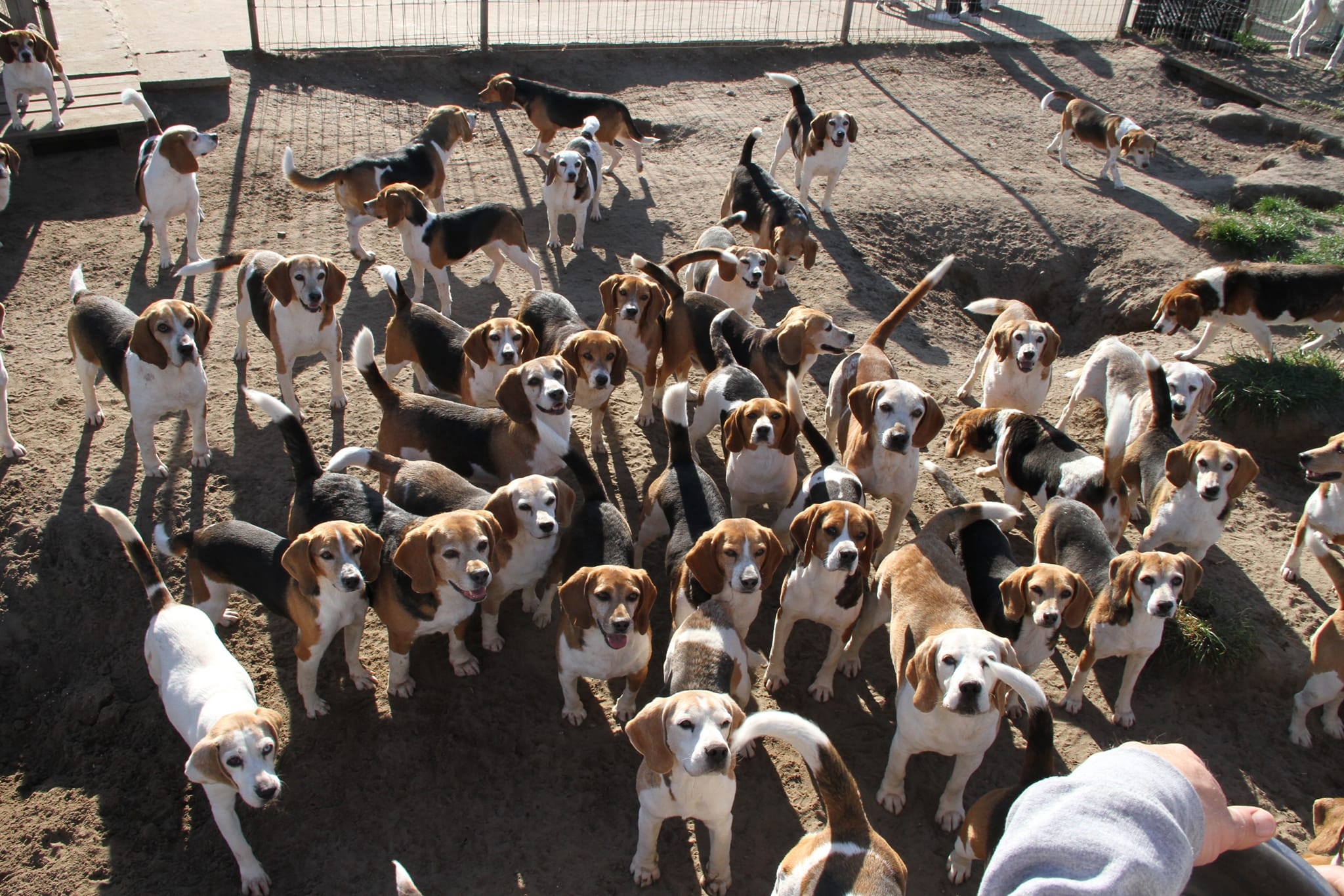 Pénteken a Beagle fajtamentésnek gyűjtünk